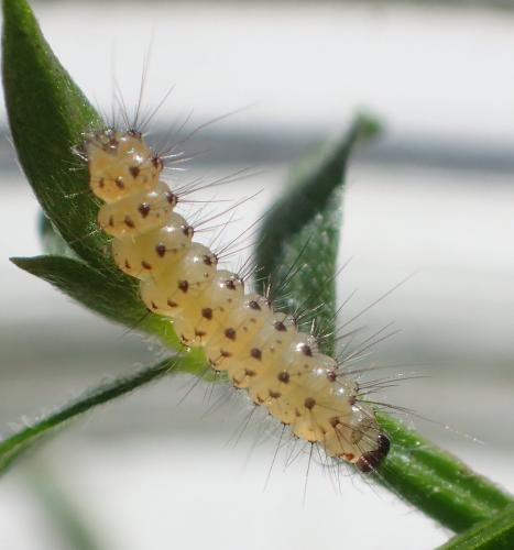 Réf. 262 348 : Spilosoma lubricipeda